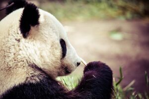 Giand Panda Bear Eating Bamboo